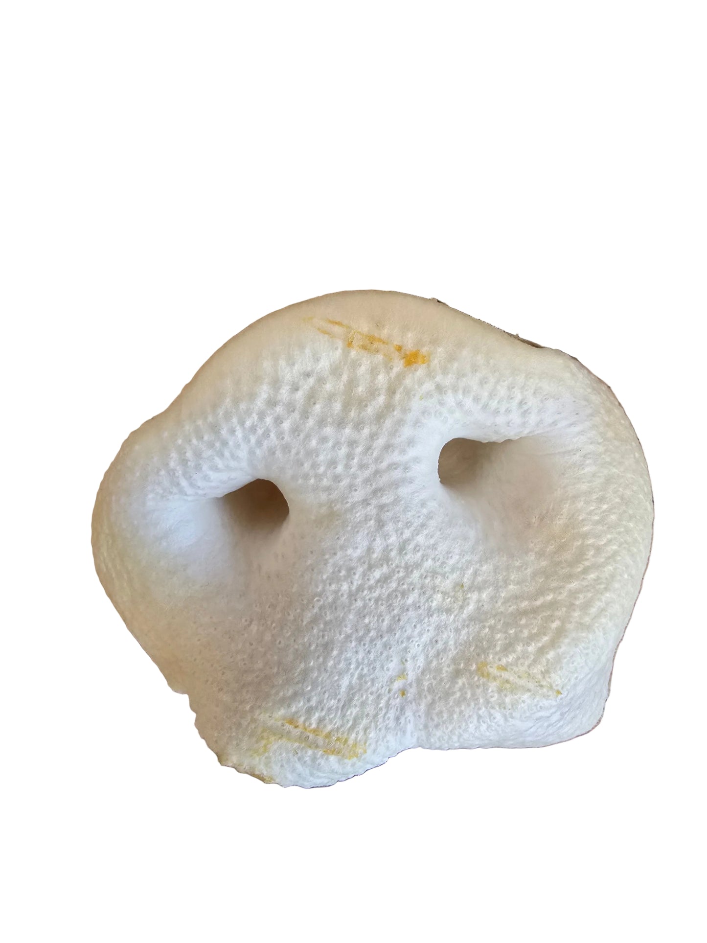 Pig snout XL