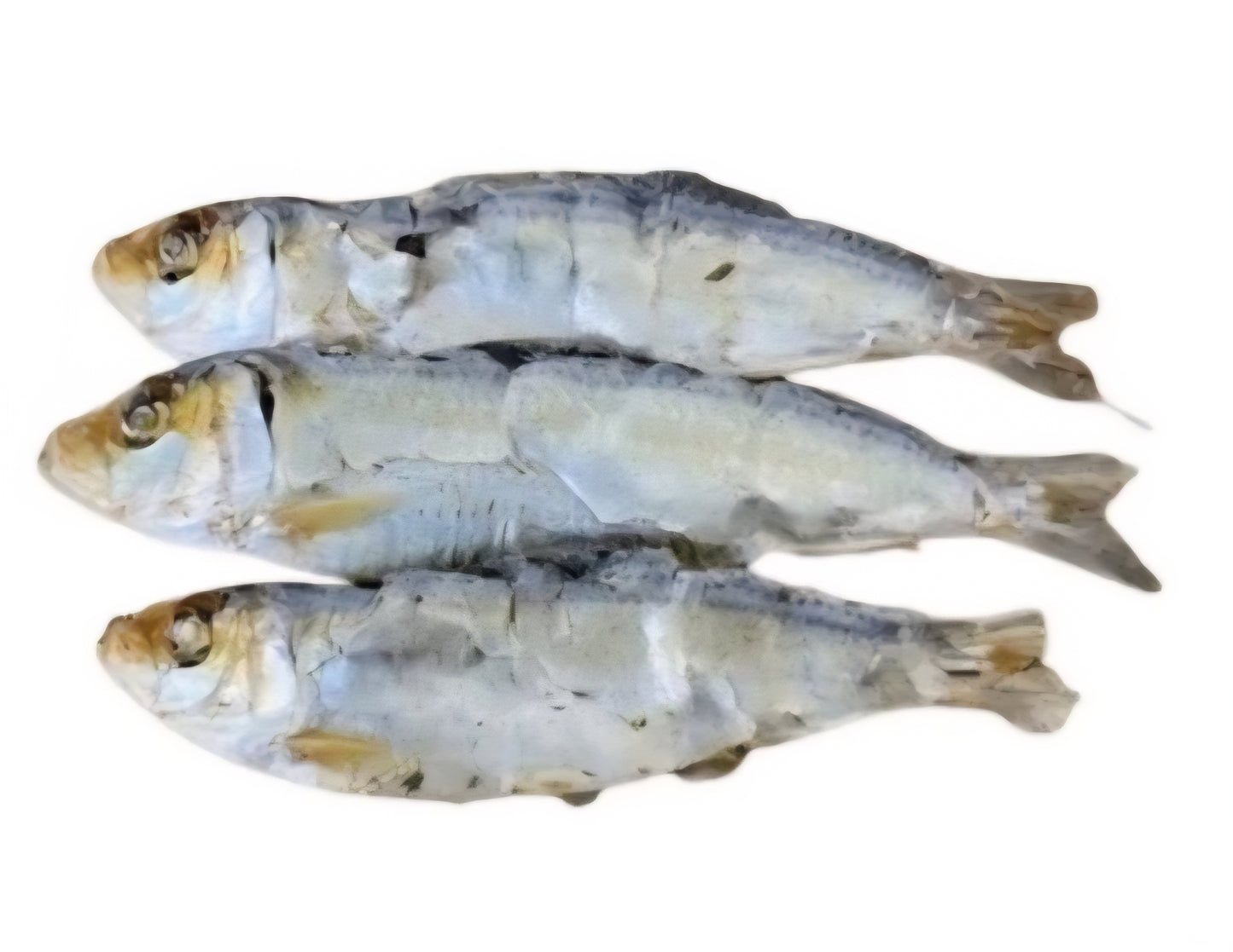 Sardines 200g ( xl sprats )