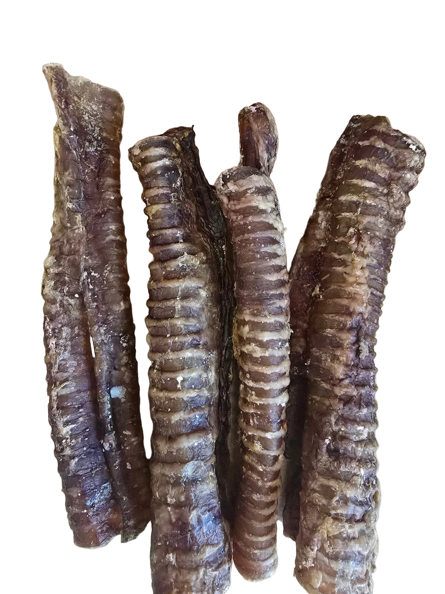 Beef Trachea