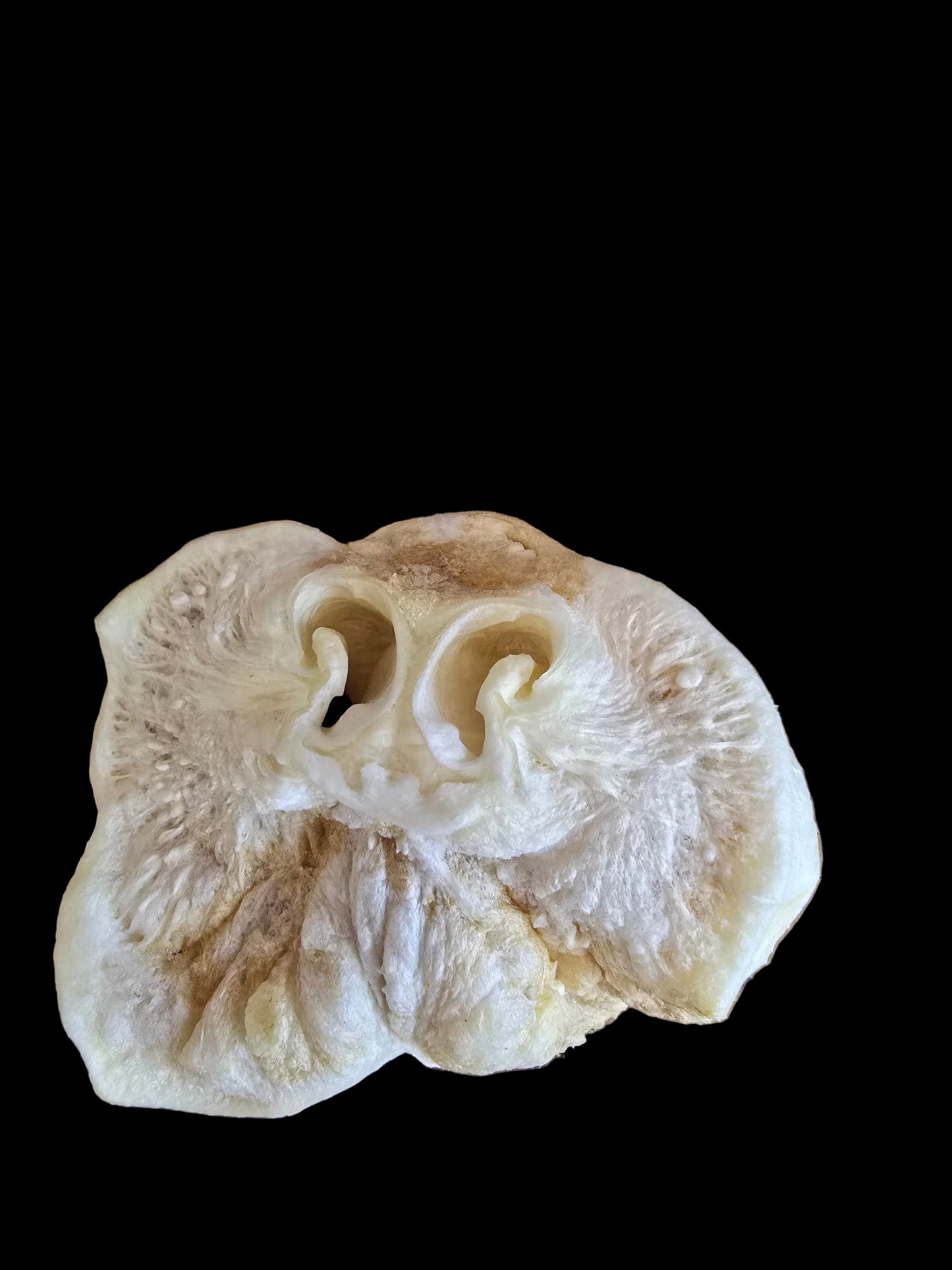 Pig snout XL