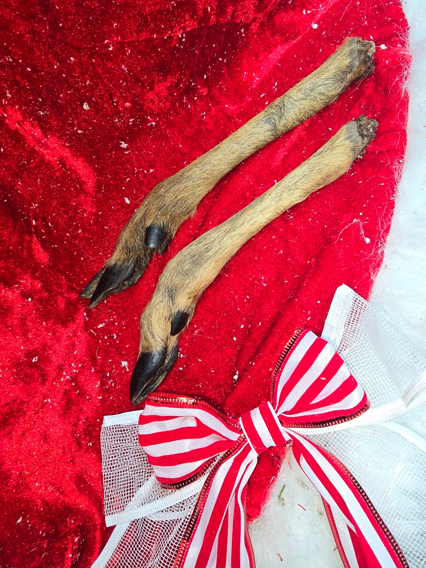 CHRISTMAS DINNER FOR DOGS